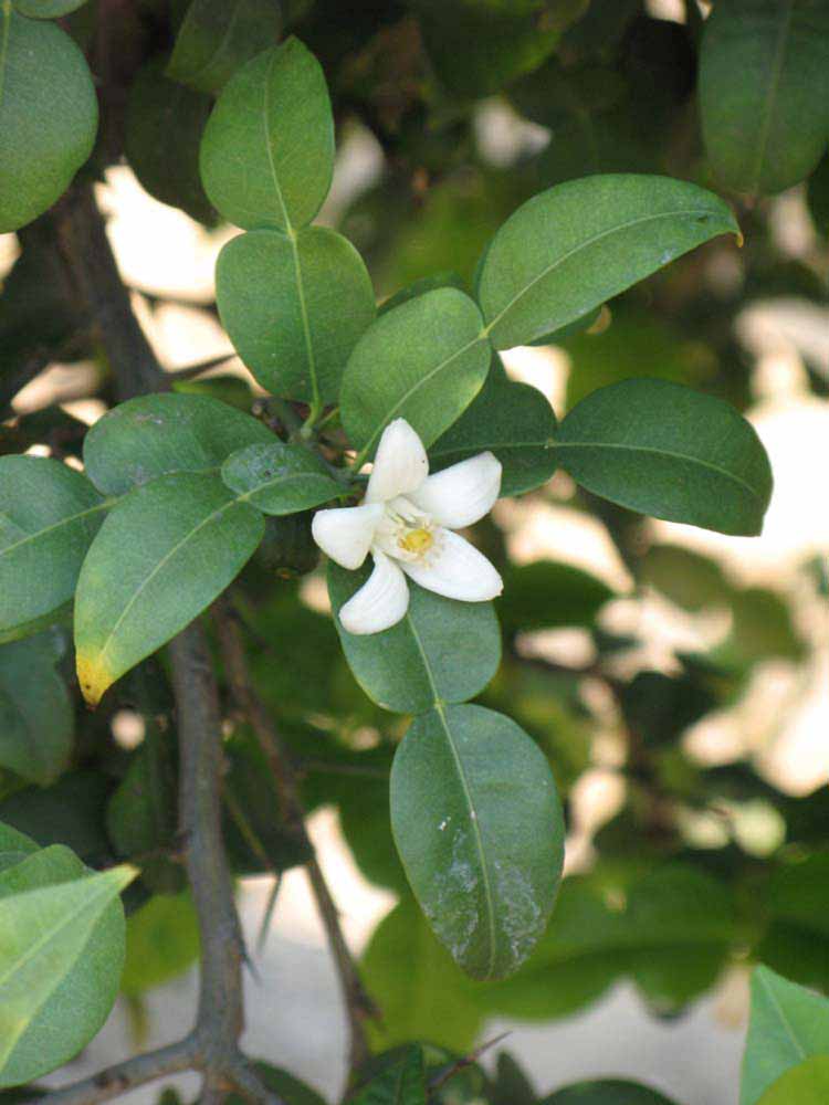              Flower (Riverside, CA)       